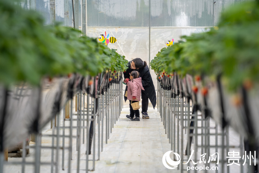 Strawberry industry in SW China's Guizhou brings wealth to local people