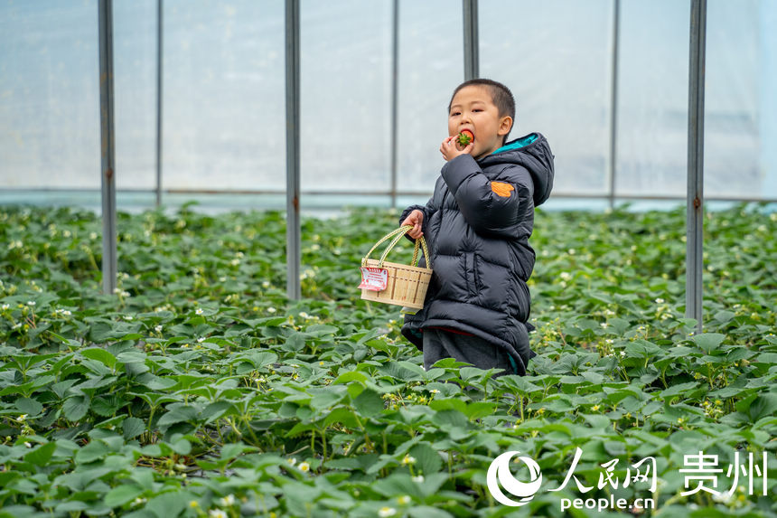 Strawberry industry in SW China's Guizhou brings wealth to local people