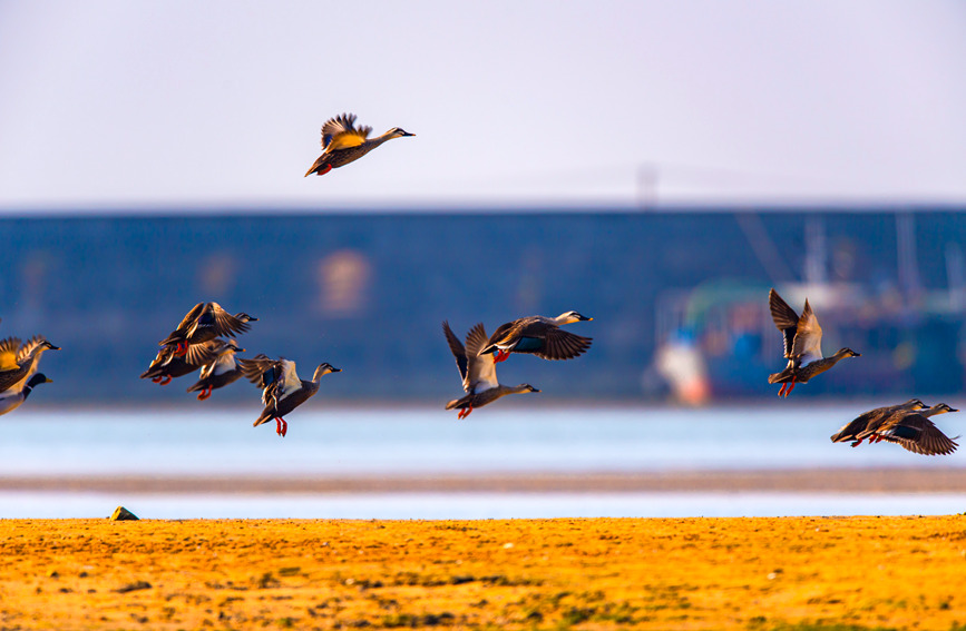 Improved ecology provides better habitats for migratory birds in S China’s Guangxi