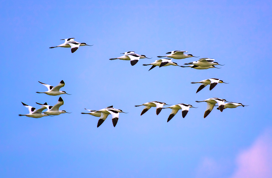 Improved ecology provides better habitats for migratory birds in S China’s Guangxi