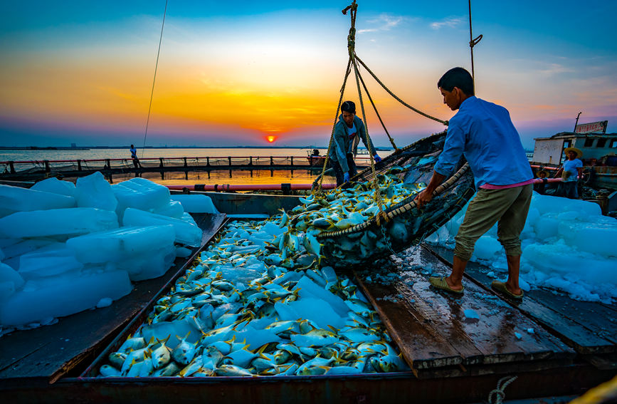 In pics: Bumper harvest of pompano in S China's Guangxi