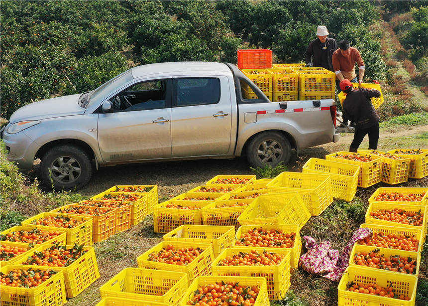 Farmers enjoy orange harvest in central China's Hunan