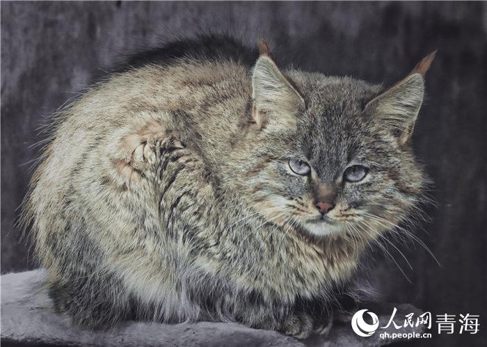 In pics: celebrity wild cats in NW China's Qinghai