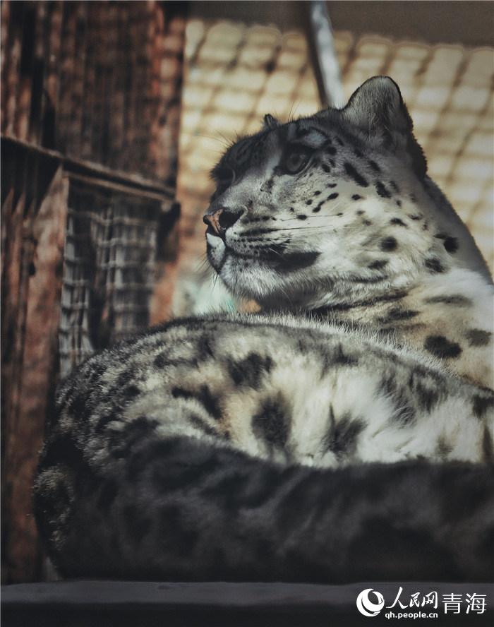 In pics: celebrity wild cats in NW China's Qinghai