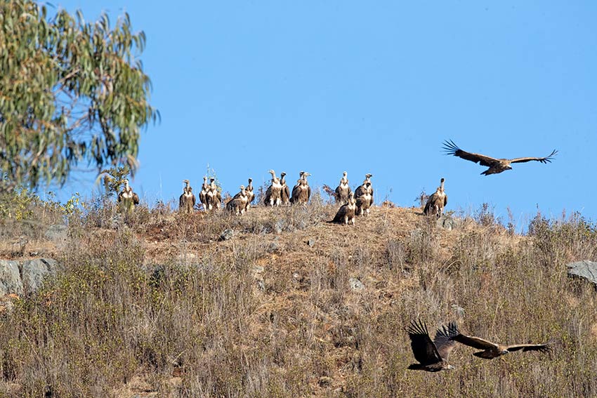 Over 100 endangered Himalayan vultures spotted in SW China's Yunnan