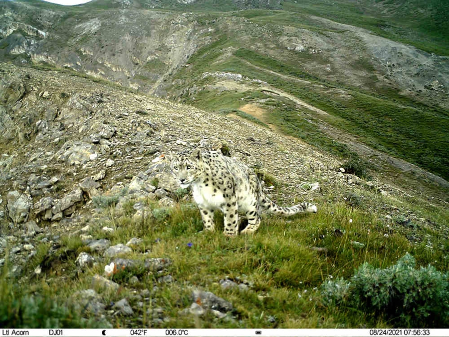 Snow leopards spotted in 10 counties, one district in Nagqu, Tibet