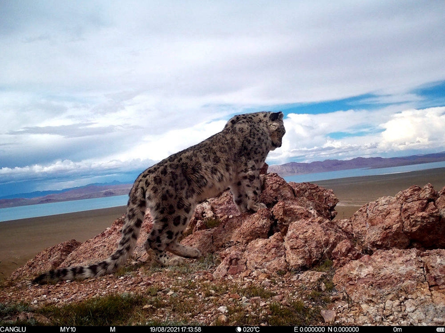 Snow leopards spotted in 10 counties, one district in Nagqu, Tibet