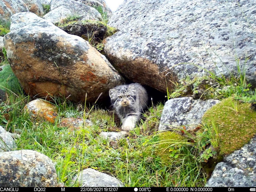 Snow leopards spotted in 10 counties, one district in Nagqu, Tibet