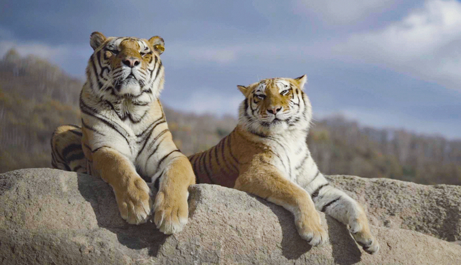 Siberian tiger breeder raises ferocious, cute creatures for 20 years