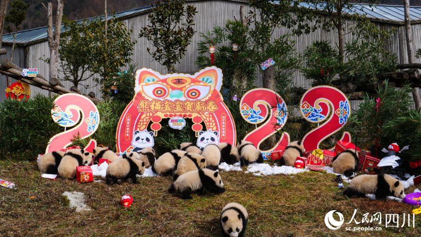 Panda cubs pose for Chinese Lunar New Year photo at nature reserve in Sichuan