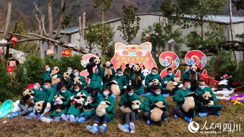 Panda cubs pose for Chinese Lunar New Year photo at nature reserve in Sichuan