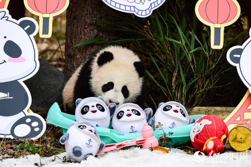 Panda cubs pose for Chinese Lunar New Year photo at nature reserve in Sichuan