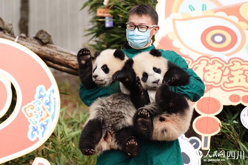 Panda cubs pose for Chinese Lunar New Year photo at nature reserve in Sichuan