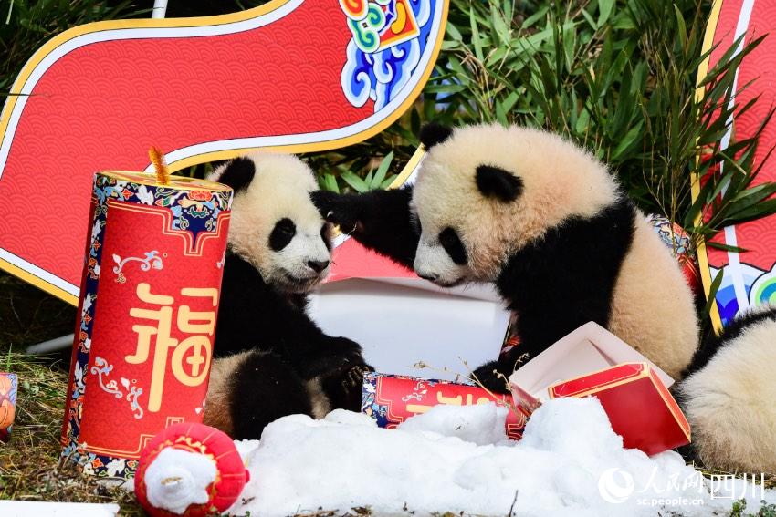 Panda cubs pose for Chinese Lunar New Year photo at nature reserve in Sichuan