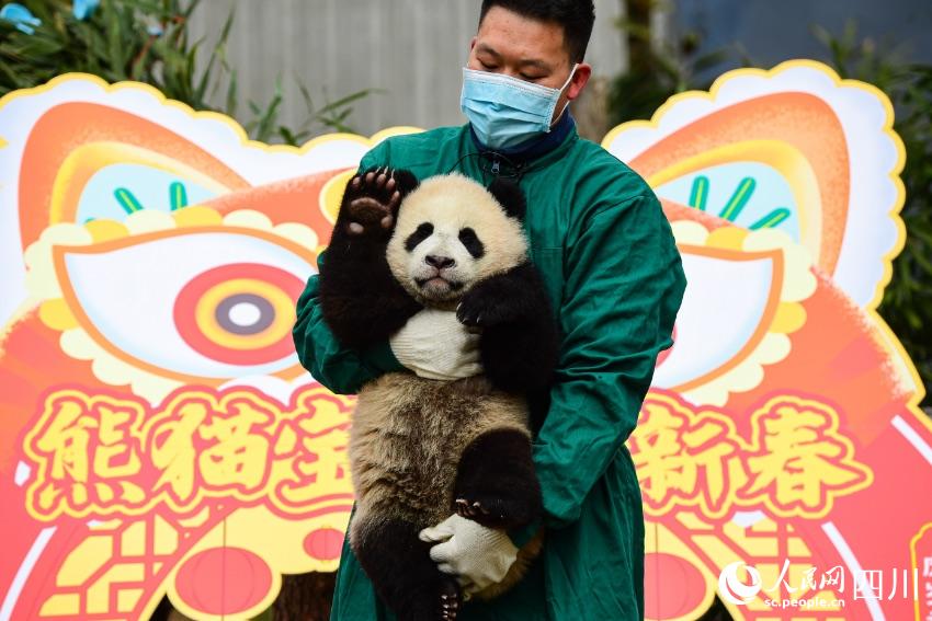 Panda cubs pose for Chinese Lunar New Year photo at nature reserve in Sichuan