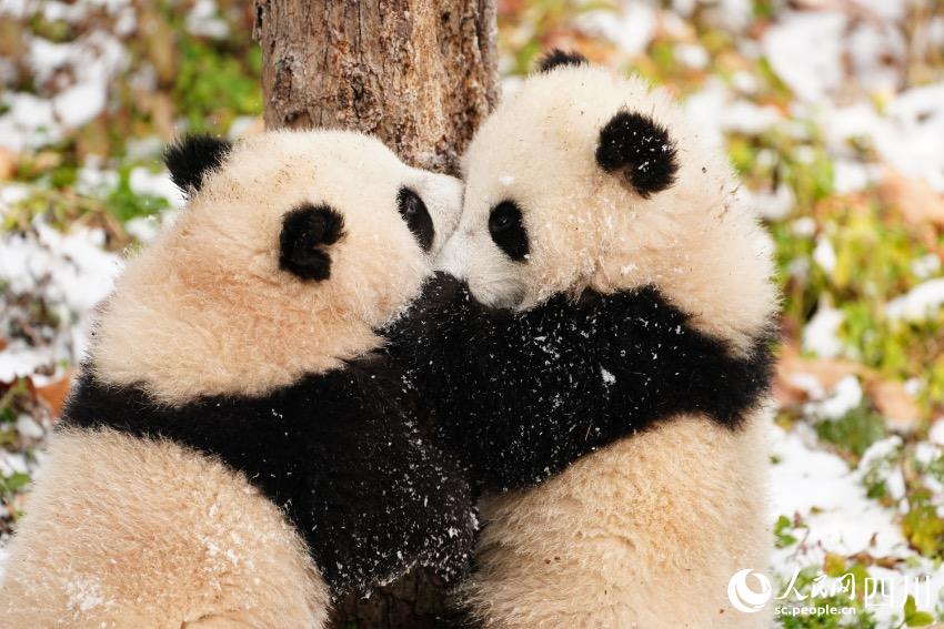 Panda cubs pose for Chinese Lunar New Year photo at nature reserve in Sichuan