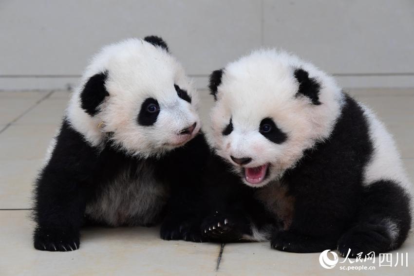 Panda cubs pose for Chinese Lunar New Year photo at nature reserve in Sichuan