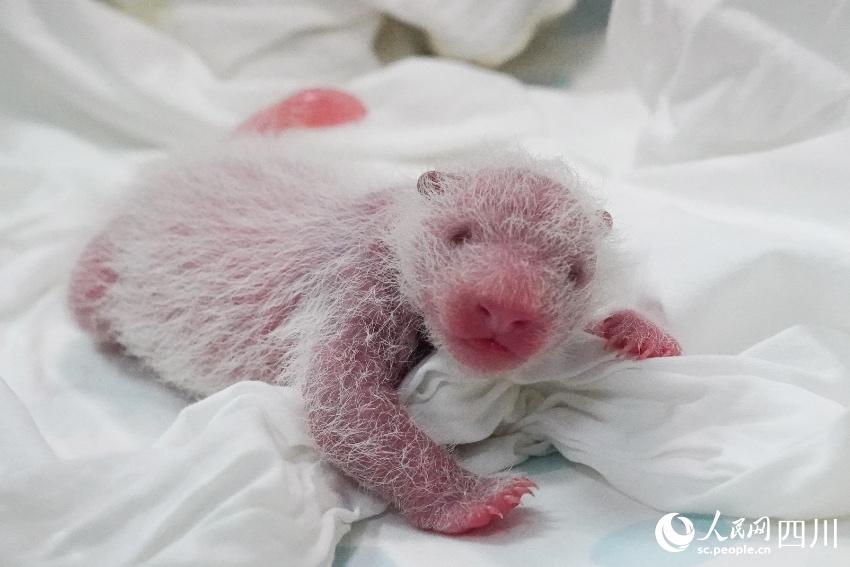 Panda cubs pose for Chinese Lunar New Year photo at nature reserve in Sichuan