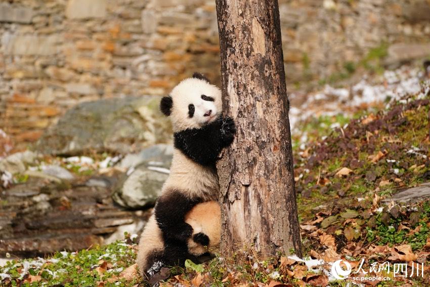 Panda cubs pose for Chinese Lunar New Year photo at nature reserve in Sichuan