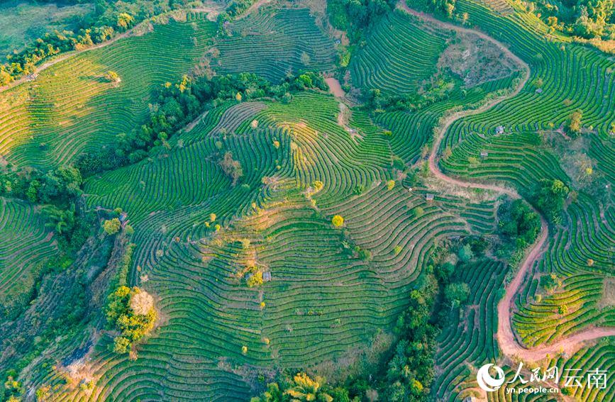 Tea gardens start spring tea picking in SW China’s Yunnan