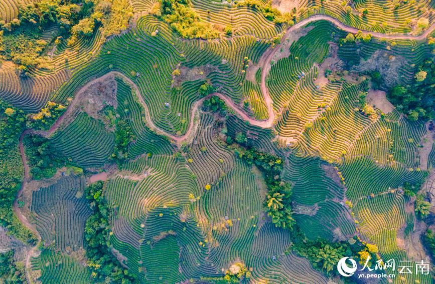 Tea gardens start spring tea picking in SW China’s Yunnan