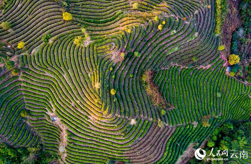 Tea gardens start spring tea picking in SW China’s Yunnan