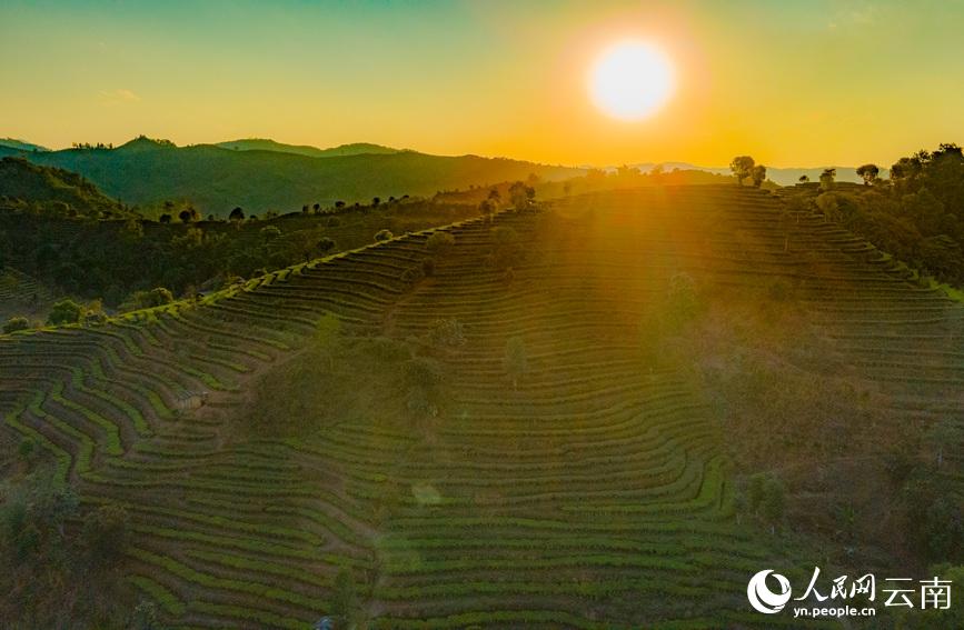 Tea gardens start spring tea picking in SW China’s Yunnan