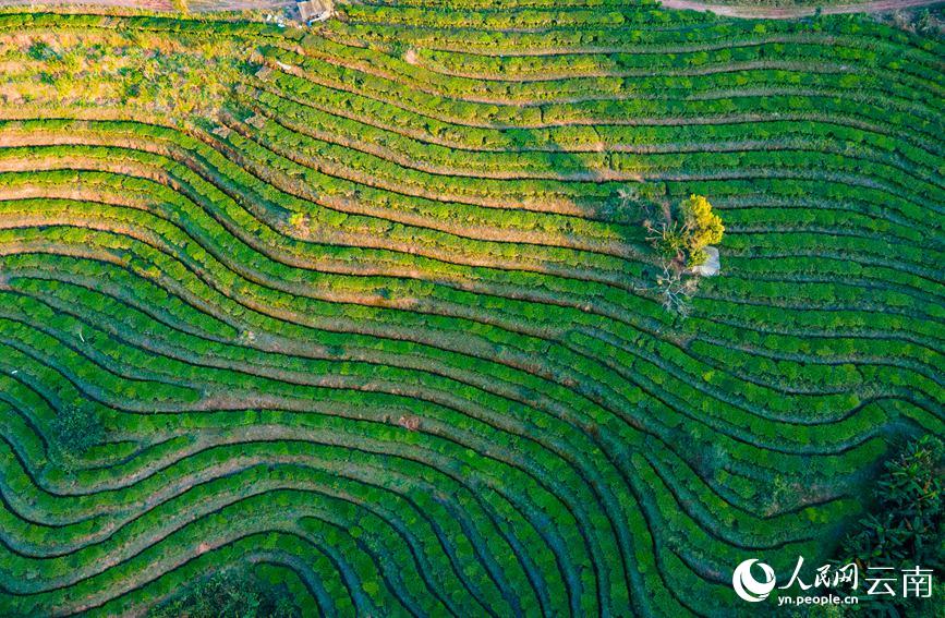 Tea gardens start spring tea picking in SW China’s Yunnan