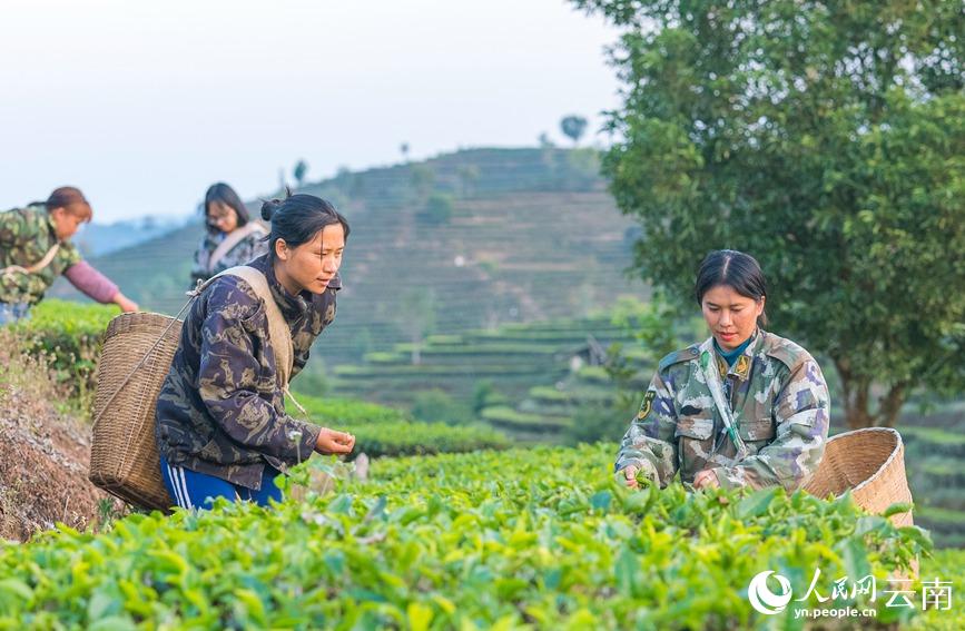 Tea gardens start spring tea picking in SW China’s Yunnan