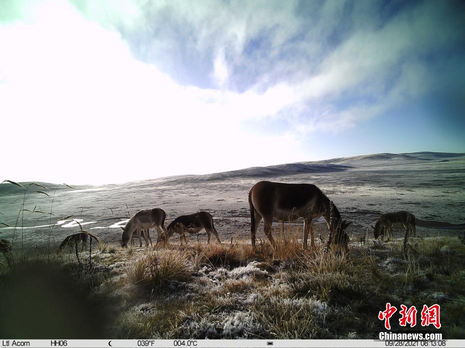 Snapshots of adorable wild animals in Sanjiangyuan National Park in NW China’s Qinghai