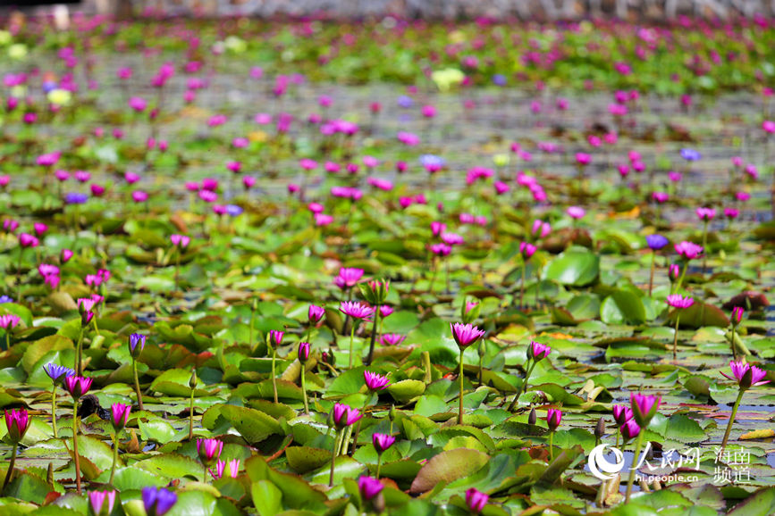 Lotus-related industry at heart of village’s drive towards rural vitalization in Hainan