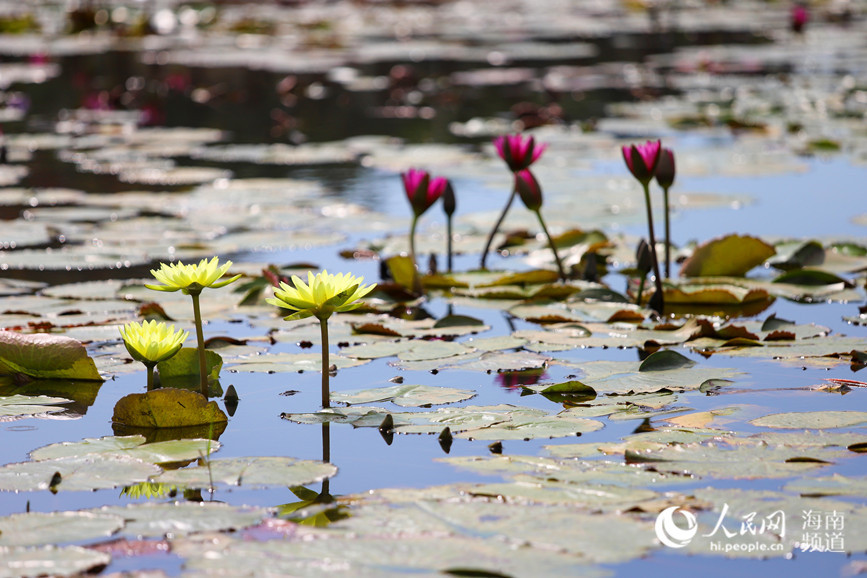 Lotus-related industry at heart of village’s drive towards rural vitalization in Hainan