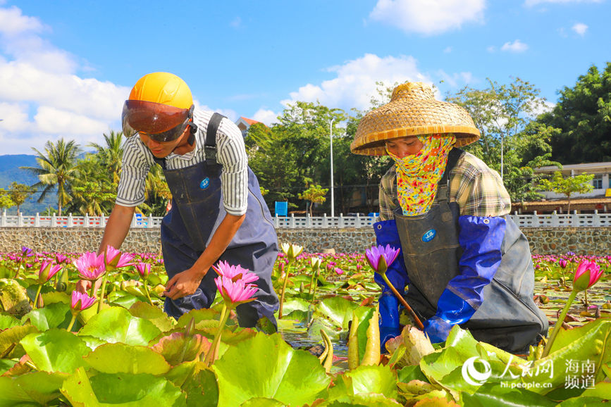 Lotus-related industry at heart of village’s drive towards rural vitalization in Hainan