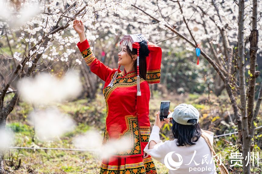 In pics: Cherry blossoms in full bloom as spring arrives in Guizhou