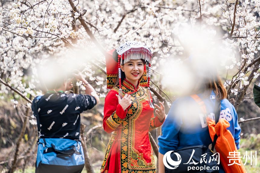 In pics: Cherry blossoms in full bloom as spring arrives in Guizhou