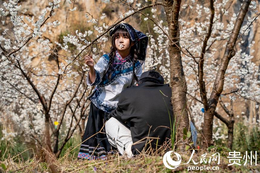 In pics: Cherry blossoms in full bloom as spring arrives in Guizhou