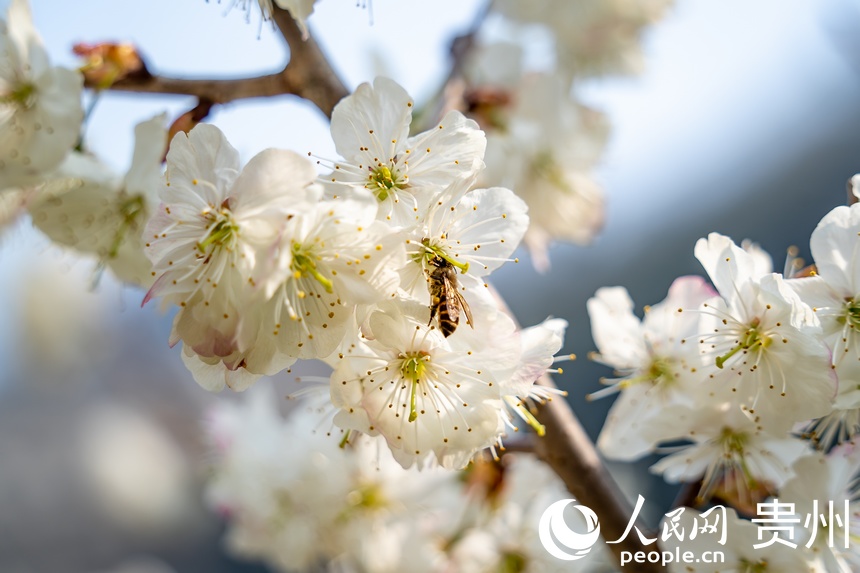 In pics: Cherry blossoms in full bloom as spring arrives in Guizhou