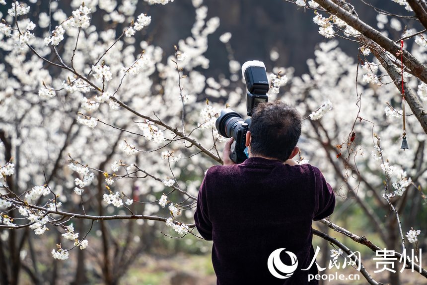 In pics: Cherry blossoms in full bloom as spring arrives in Guizhou