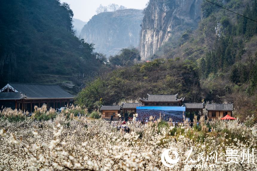 In pics: Cherry blossoms in full bloom as spring arrives in Guizhou