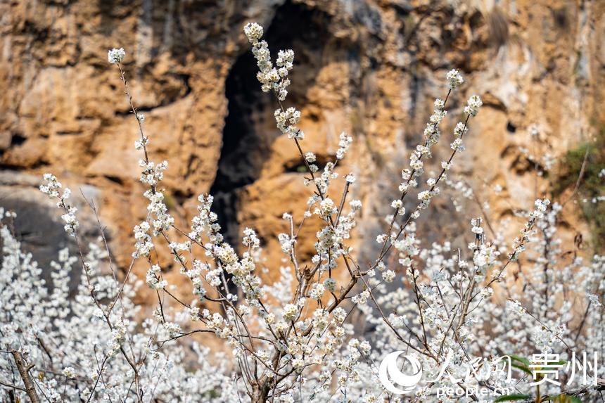 In pics: Cherry blossoms in full bloom as spring arrives in Guizhou