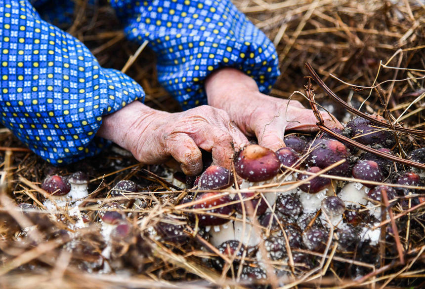 Blooming Matsutake mushrooms usher in harvest season in S China's Guangxi 