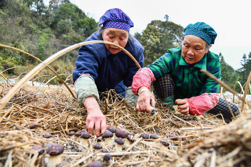 Blooming Matsutake mushrooms usher in harvest season in S China's Guangxi 