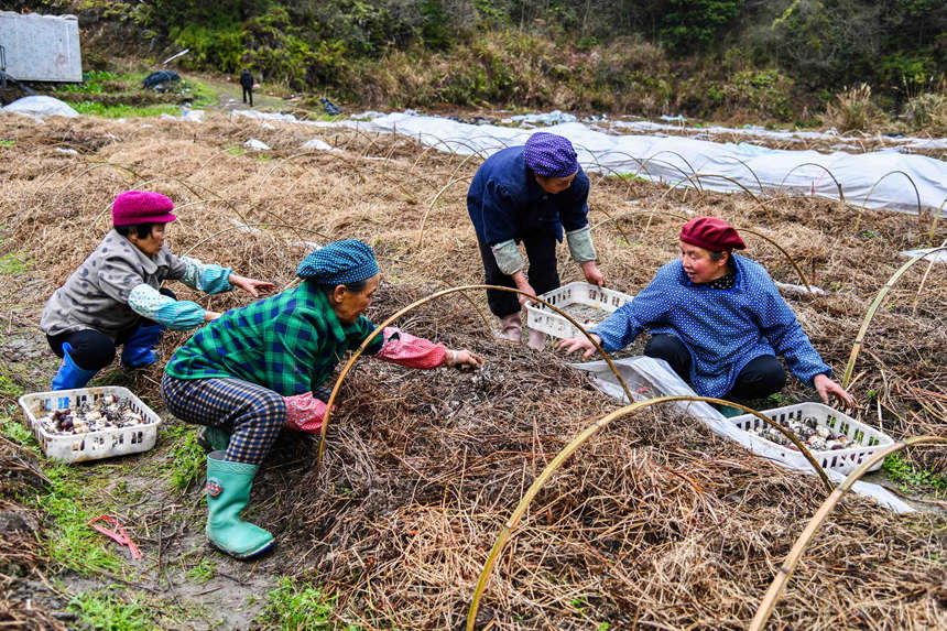 Blooming Matsutake mushrooms usher in harvest season in S China's Guangxi 