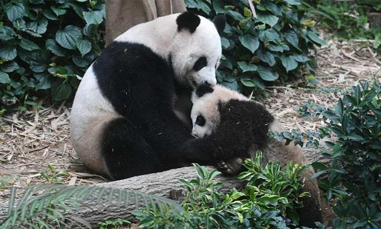 Giant panda cub seen in Singapore