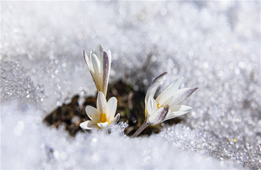 Wild lilies bloom in full to embrace the arrival of spring in NW China's Xinjiang