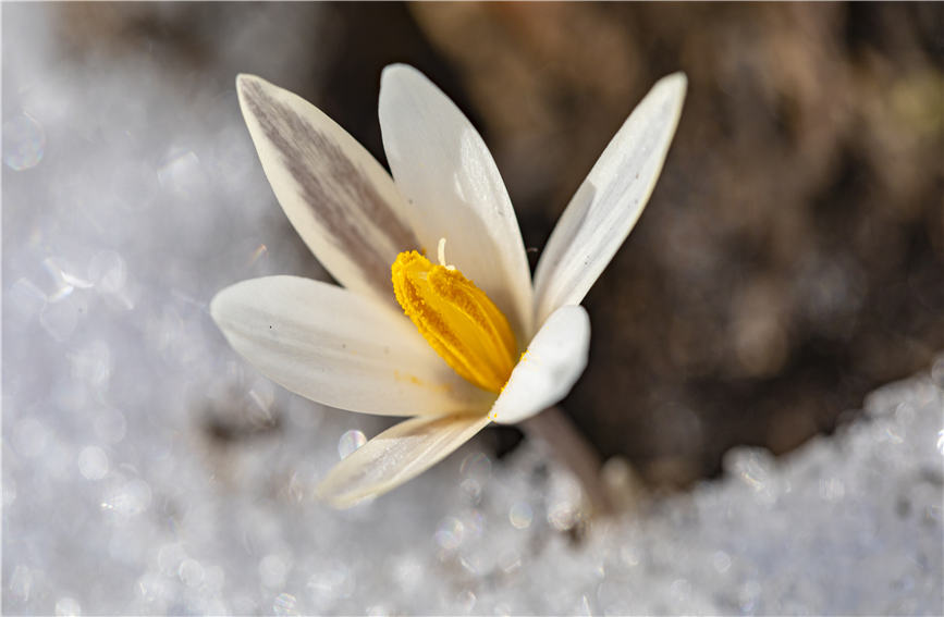 Wild lilies bloom in full to embrace the arrival of spring in NW China's Xinjiang