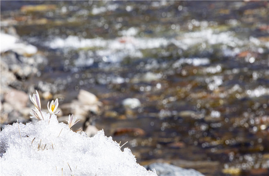 Wild lilies bloom in full to embrace the arrival of spring in NW China's Xinjiang