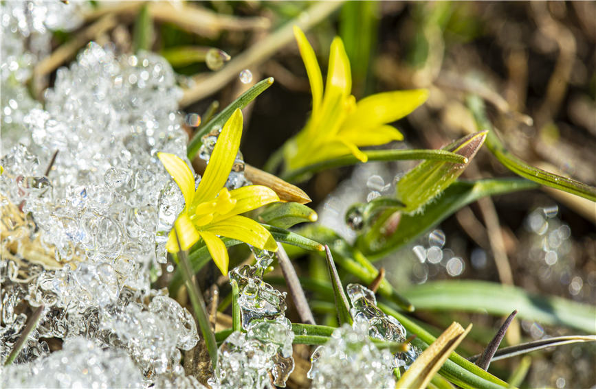 Wild lilies bloom in full to embrace the arrival of spring in NW China's Xinjiang