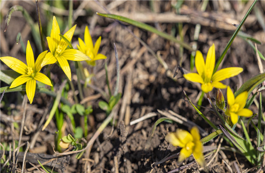 Wild lilies bloom in full to embrace the arrival of spring in NW China's Xinjiang