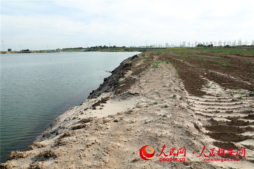 Desolate land in Xiongan New Area turned into popular park